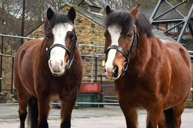 Beloved pit ponies Eric and Ernie at National Coal Mining Museum for England in Wakefield