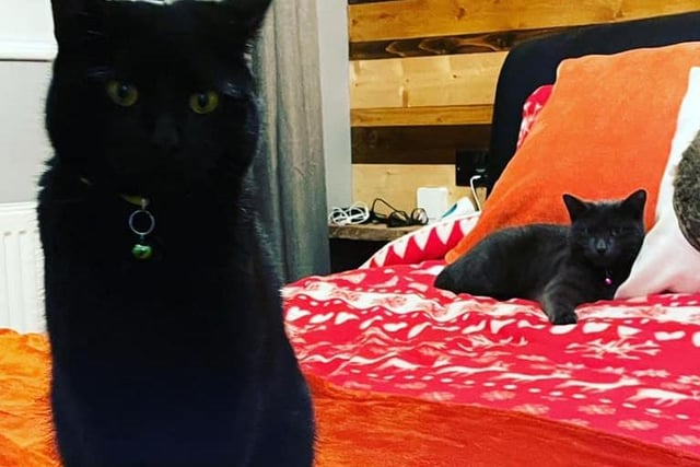 Black cats Luna and Cosmo. Shared by Rebekah Tucker.
