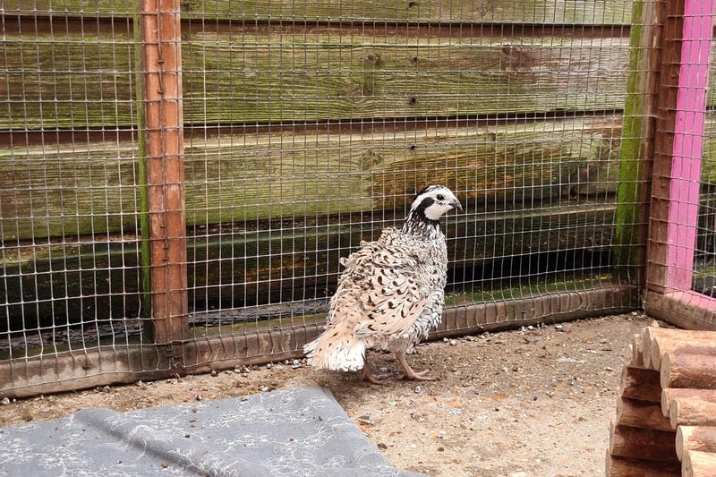 This is Archie. He is an 18-month old quail. He will need a large outdoor aviary, the RSPCA has said.