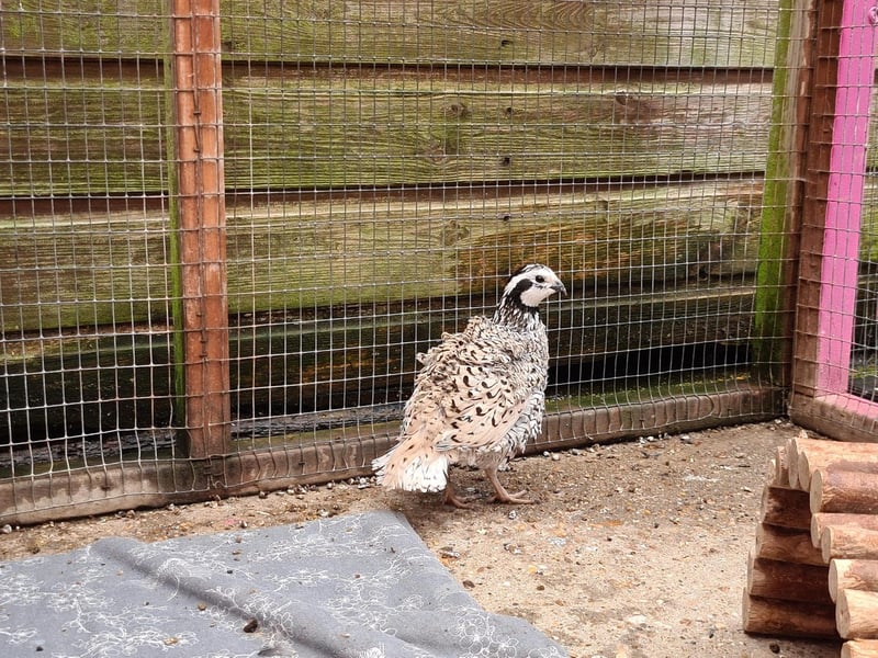 This is Archie. He is an 18-month old quail. He will need a large outdoor aviary, the RSPCA has said.