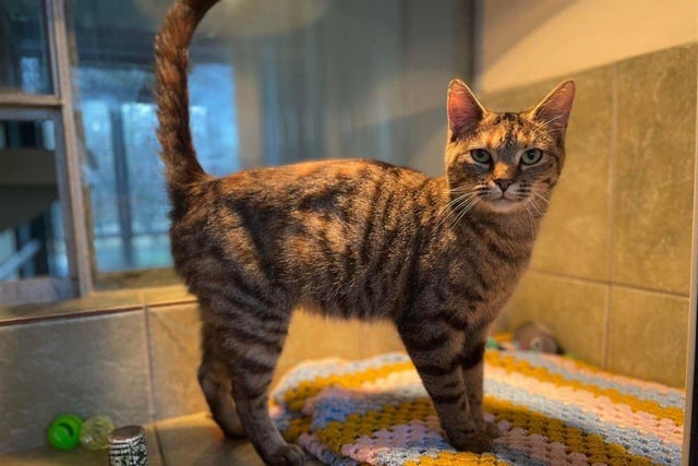 Tiggy can be a little timid at first but once she knows you, she is a lovely and affectionate girl.
