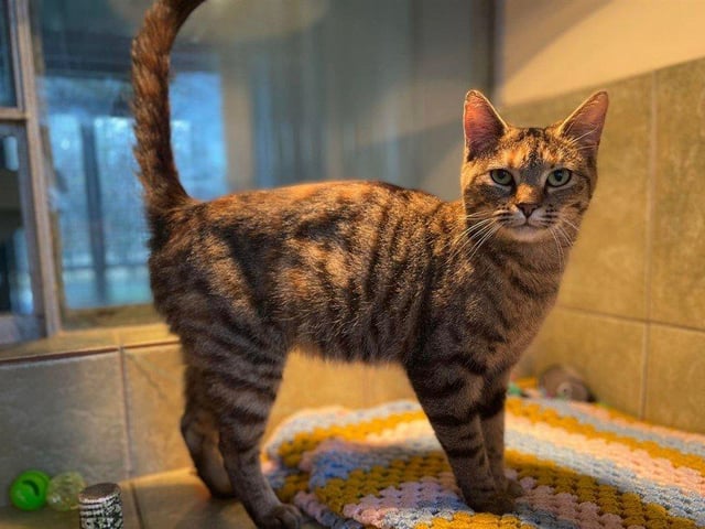 Tiggy can be a little timid at first but once she knows you, she is a lovely and affectionate girl.