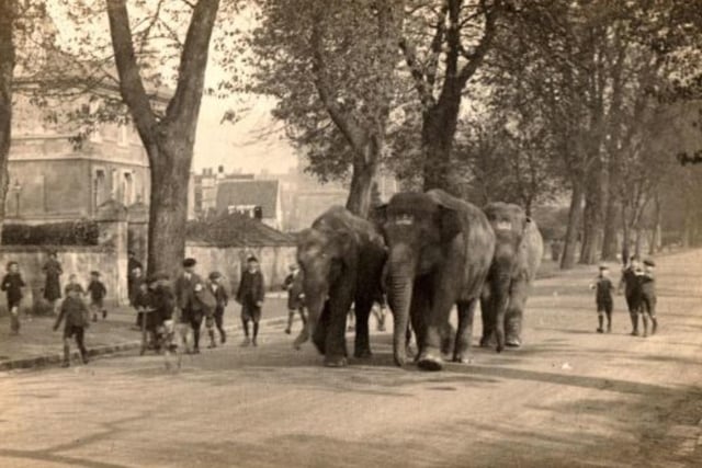 Excited youngsters flock to see circus elephants in Norfolk Park, Sheffield, in the early 20th century