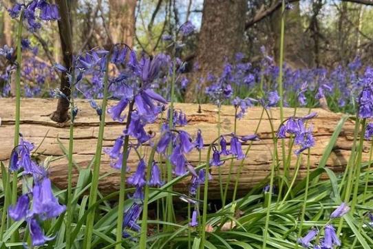 Up close shot of the bluebells from @anitabathgate