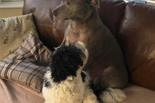 Jo Meyrick posts a picture of Lola and Bear.