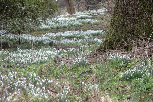 A carpet of snowdrops at Howick Hall Gardens and Arboretum.