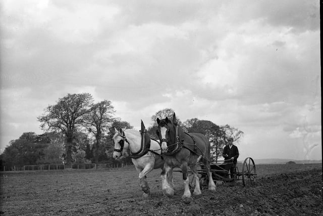 Horses ploughing at East Craigs Farm, 1958.