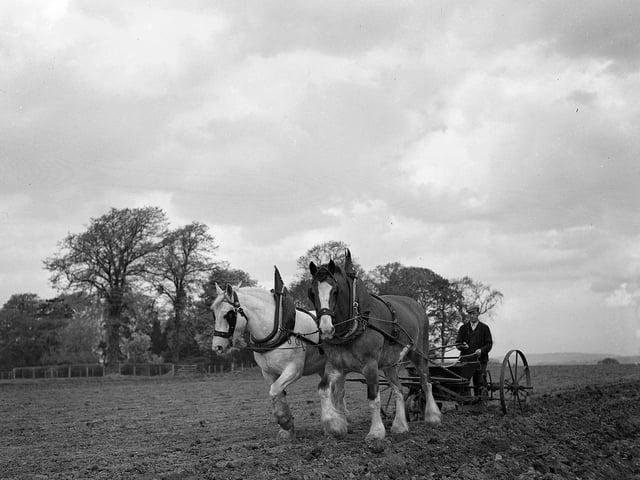 Horses ploughing at East Craigs Farm, 1958.