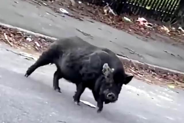 A still from Robbie Hattersley's video of what appears to be a wild boar on the loose on Wardsend Road in Hillsborough, Sheffield (pic: Robbie Hattersley)