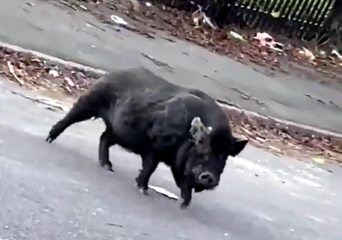 Wild boar' spotted on the loose in Sheffield | The Star