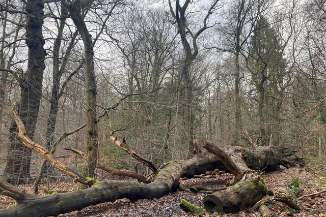 Fallen tree, Ecclesall woods by Christine Rose