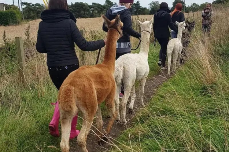Based near Leven in Fife, Claireville Alpacas offer walks that take approximately 45 minutes through some lovely rural scenery from the working family-run farm. You might meet some of the other animals too. They also offer alpaca adoption and oganise children's birthday parties. Book at www.clairevillealpaca.co.uk.