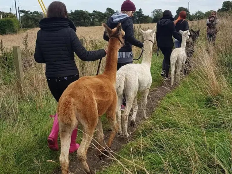Based near Leven in Fife, Claireville Alpacas offer walks that take approximately 45 minutes through some lovely rural scenery from the working family-run farm. You might meet some of the other animals too. They also offer alpaca adoption and oganise children's birthday parties. Book at www.clairevillealpaca.co.uk.
