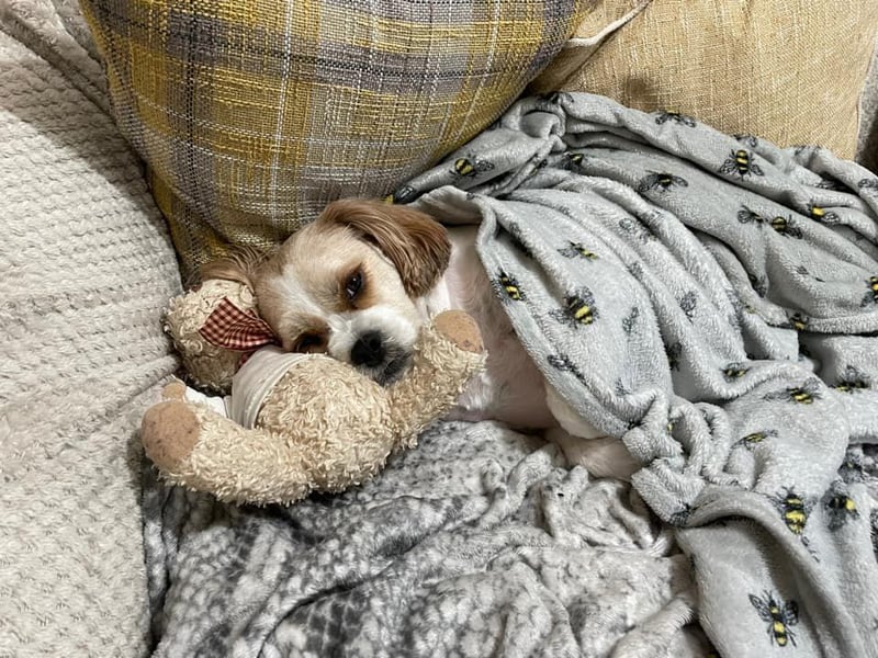 This is Charlie, owned by Stacey Wilkie.
