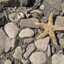 Scott Taylor found this Starfish in the River Don. (Photo by Scott Taylor).