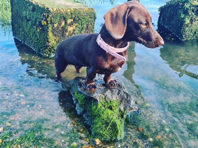 This is Tiny, owned by Kate Kate.