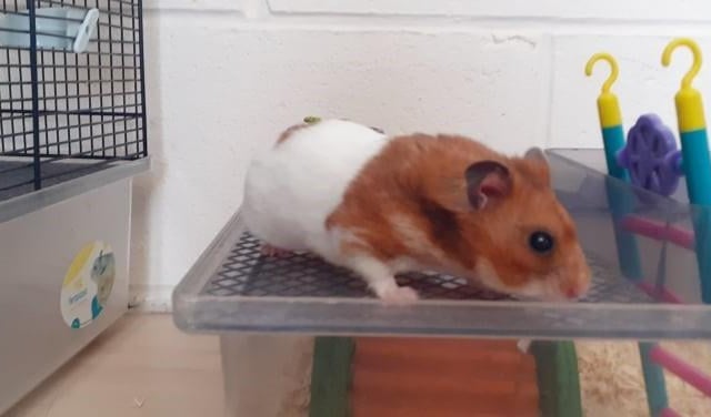 Chocolate Chip is a sweet Syrian hamster looking for a large cage with plenty of enrichment to keep him busy. He is still very active and loves his food.