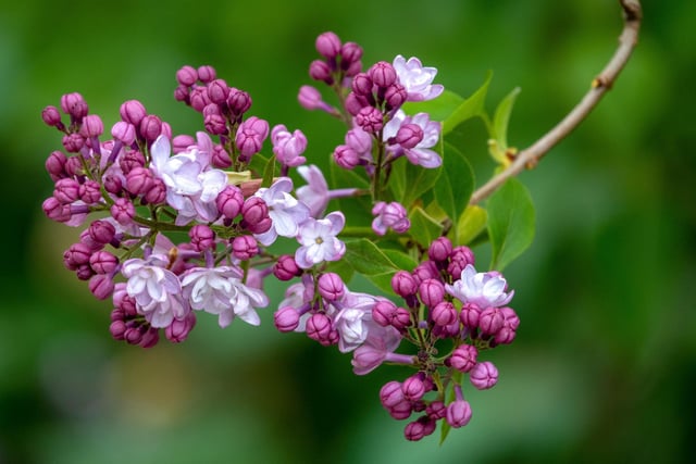 The lilacs are also in full bloom - have you ever noticed how many individual tiny flowers make up one of the clusters? Lots! Alnwick Garden, May 2020. Picture by Jane Coltman