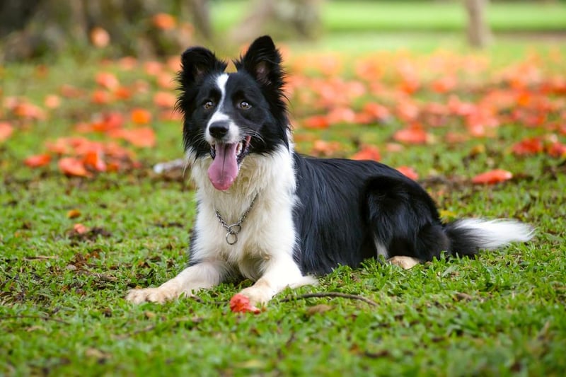 One of the most well known sheepdogs, border collies were stolen 77 times, with 68 purebreds and 9 crosses reported.