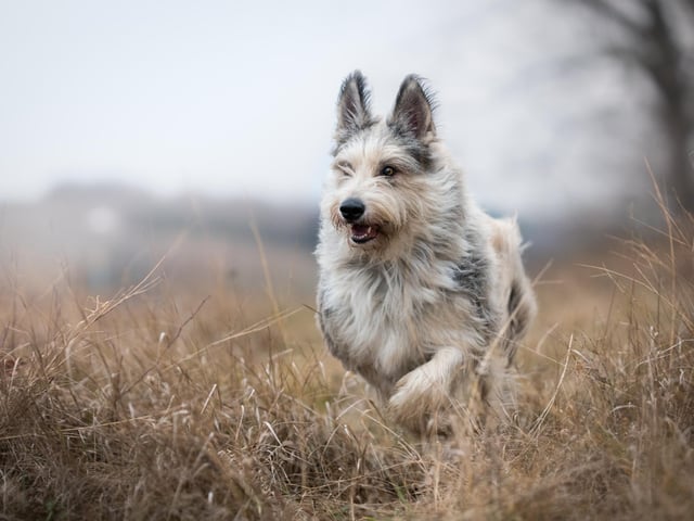 The Berger Picard is a great companion for athletic owners. They are agile, intelligent dogs (Photo: Shutterstock)
