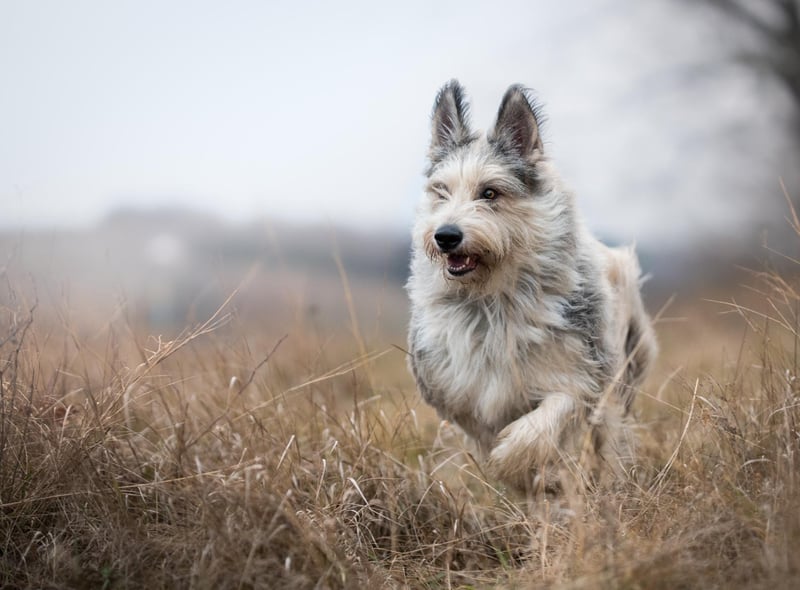 The Berger Picard is a great companion for athletic owners. They are agile, intelligent dogs (Photo: Shutterstock)