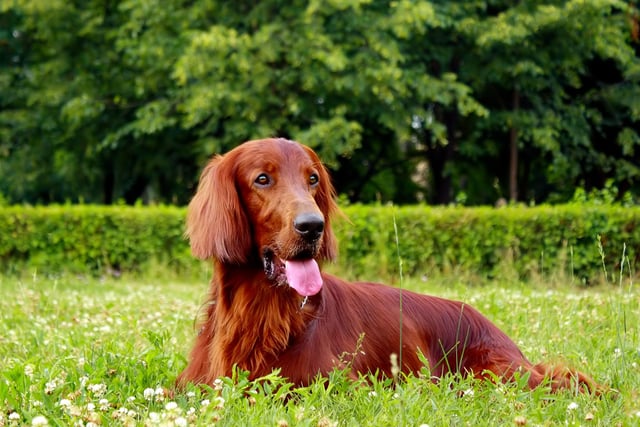 The Irish Setter is an outgoing and trainable dog. They are great for active families, as the Irish Setter is high-energy and loves spending time outdoors (Photo: Shutterstock)