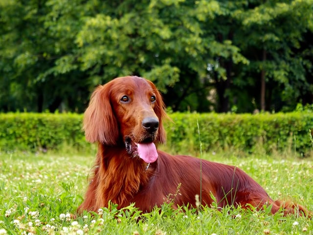 The Irish Setter is an outgoing and trainable dog. They are great for active families, as the Irish Setter is high-energy and loves spending time outdoors (Photo: Shutterstock)