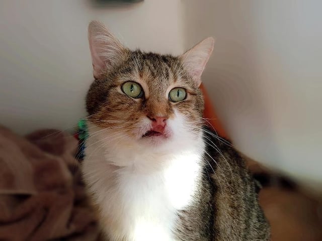 Jenna has been in the RSPCA’s care for 6 months. She suffers from a condition called eosinophilic granuloma complex, but is responding well to treatment and is now looking for her forever home where her condition can be carefully managed. Jenna is affectionate and loves company and fuss. She is looking for a home without any other cats.