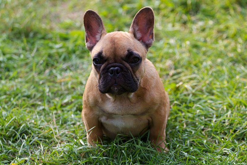 Frenchies were cited 127 times by officers. All but one were purebreds.