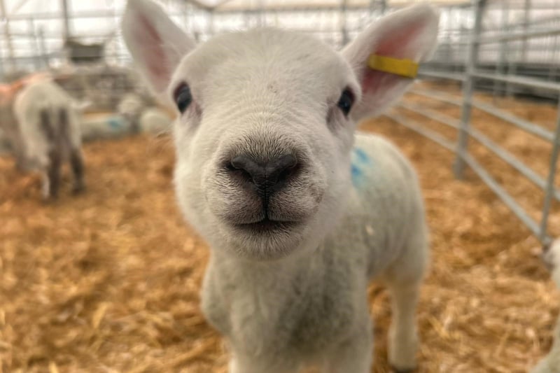 Throughout February and half term you can meet the newest arrivals at Windmill Farm, near Burscough.
You can bottle feed the lambs and friendly farmers are on-hand all day to answer all your lambing questions.