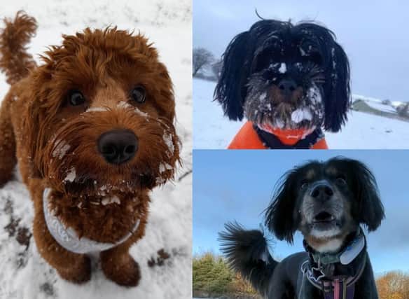 Dogs have been out and about in the snow in Edinburgh today.
