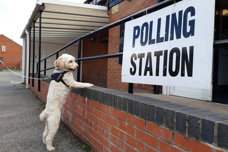 We could only end with our own personal by-election star - Gino the cockapoo waiting eagerly to vote outside Hartlepool United Supporters' Club on Thursday.