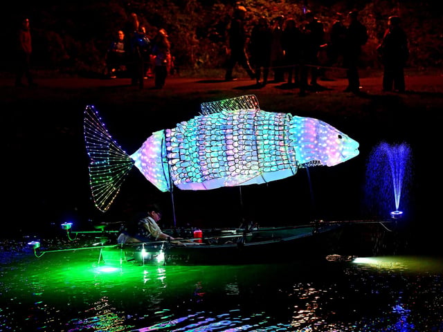 A beautiful shimmering fish