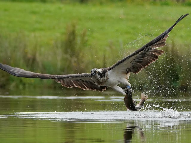 These incredible images capture the moment an osprey makes a successful catch in Aviemore, Scottish Highlands. A sharp eyed photographer captured the moment an osprey rises from the water clutching its next meal. Alan Wemyss, 55, snapped the majestic bird soaring over the water before it dipped its talons in and grabbed a fish. The osprey's huge wingspan and piercing yellow eyes can be seen in the dramatic shots as it carries off the catch. Alan, a joiner, took the pictures in Aviemore, Scottish Highlands and said the birds began fishing as the sun came up.