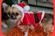This chihuahua is ready to help Father Christmas at the drop of a hat! (Photo Lisa Patterson)