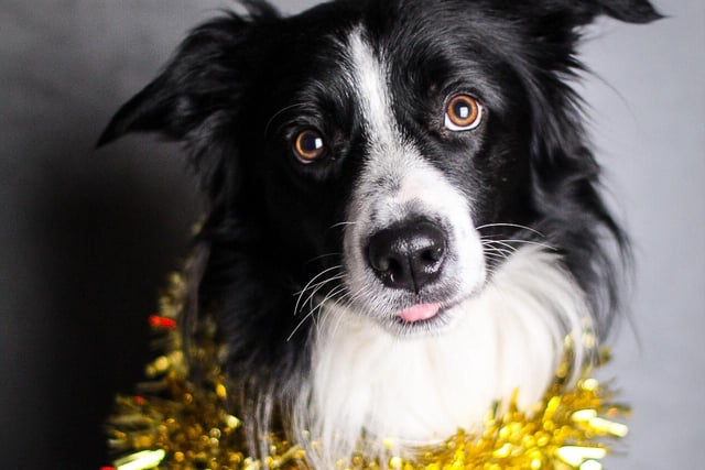 Chip tries on a tinsel scarf - and we think it's a great look!