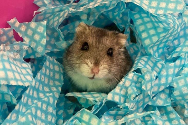 Russian hamster Baby is ready to find a new home but is not very confident with being handled, so will need an experienced adult only home.
Enjoys napping in its homemade beds and chomping on the occasional veggies.