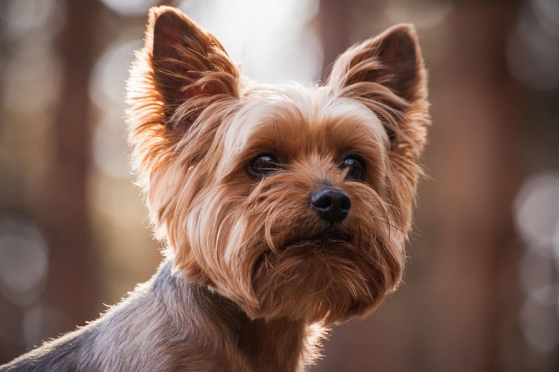 Yorkshire Terriers are affectionate towards their people, a great companion. Curious, active and confident, they are true to their terrier heritage. They are the seventh most popular toy dog, with over 600 registrations in 2020.