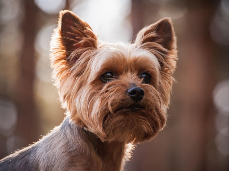 Yorkshire Terriers are affectionate towards their people, a great companion. Curious, active and confident, they are true to their terrier heritage. They are the seventh most popular toy dog, with over 600 registrations in 2020.