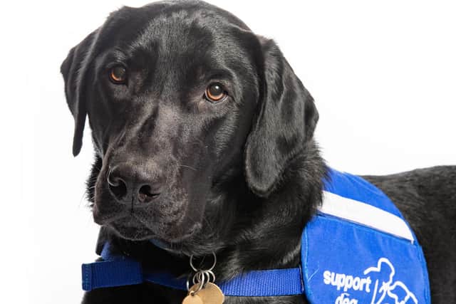 Heartwarming stories at this year’s Support Dogs Graduation & Awards in Sheffield