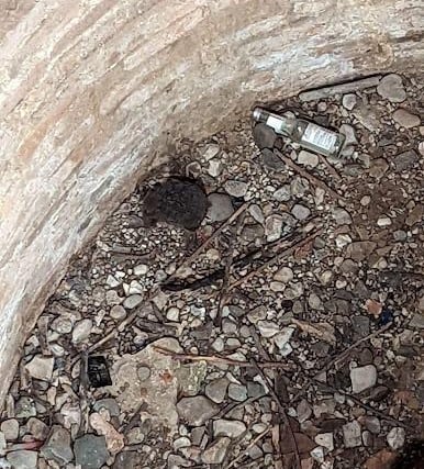 North Yorkshire RSPCA inspectors were called to help fire crews rescue this little hedgehog from a historic ice house in Scarborough. Miraculously, the hedgehog was uninjured and quickly freed despite falling 25ft into the pit.
