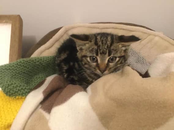 Kitten, Jam Jar is being cared for by Cats Protection's North Sheffield branch.