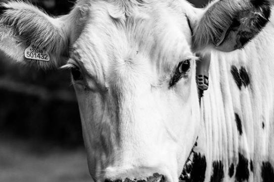 An up-close look at a cow by @rasphotography