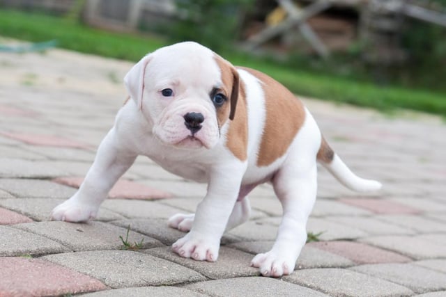 The American Bulldog is taller in height than it's English Bulldog cousins and they've been taken to the heart of the UK as family pets and companion dogs. The average cost of a puppy has risen since 2019, making them the most expensive on the sought after list at £1618.