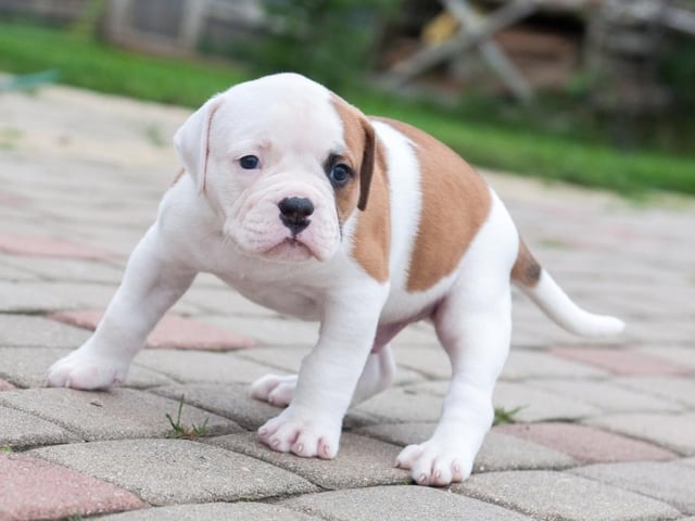 The American Bulldog is taller in height than it's English Bulldog cousins and they've been taken to the heart of the UK as family pets and companion dogs. The average cost of a puppy has risen since 2019, making them the most expensive on the sought after list at £1618.