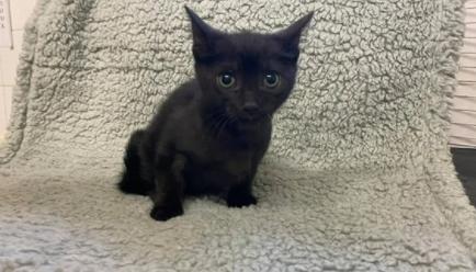 11 week old Wizard was found stranded on his lonesome as a baby - but he's now happy and healthy. Like with many rescued cats, he's shy, but your patience will definitely be rewarded. He's currently reserved for viewing.