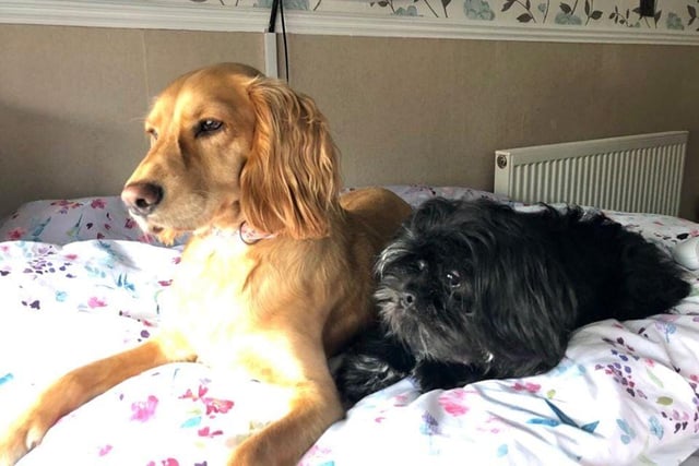 Maddie and Holly have been watching the days go by together. This photo of them together was taken by their owner Julie Wylie.