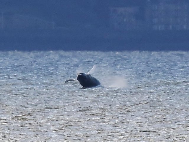 The whale lands back in the water.