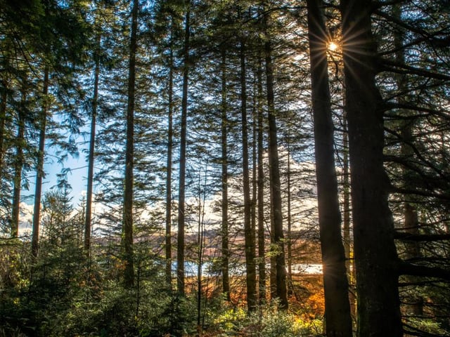 Galloway Forest Park boasts ancient woodland, local wildlife and beautiful scenery. From cycling, fishing or simply walking and soaking up the surroundings, the park has something for everyone to enjoy (Photo: Shutterstock)