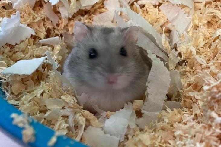 Russian hamster Bonbon is ready to find a new home but is not very confident with being handled, so will need an experienced adult only home.
Enjoys napping in its homemade beds and chomping on the occasional veggies.